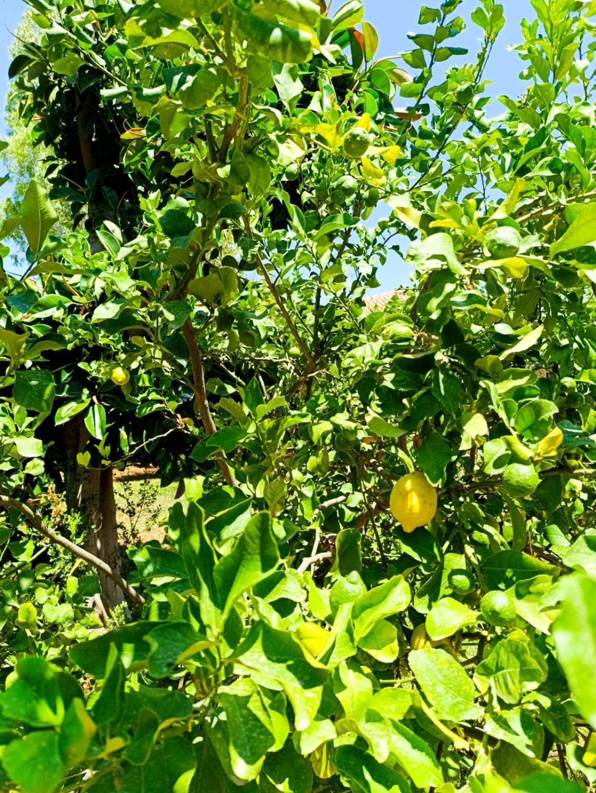 Casa In Giardino A Pochi Passi Dal Mare Villa Palermo Eksteriør bilde